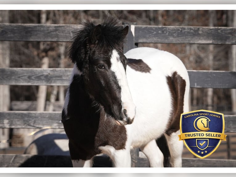 Weitere Ponys/Kleinpferde Wallach 5 Jahre 119 cm Schecke in Clover