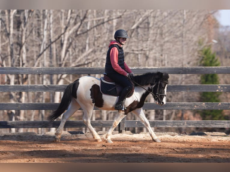 Weitere Ponys/Kleinpferde Wallach 5 Jahre 119 cm Schecke in Clover