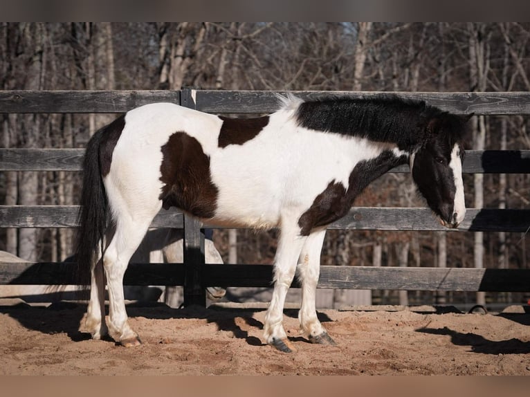 Weitere Ponys/Kleinpferde Wallach 5 Jahre 119 cm Schecke in Clover