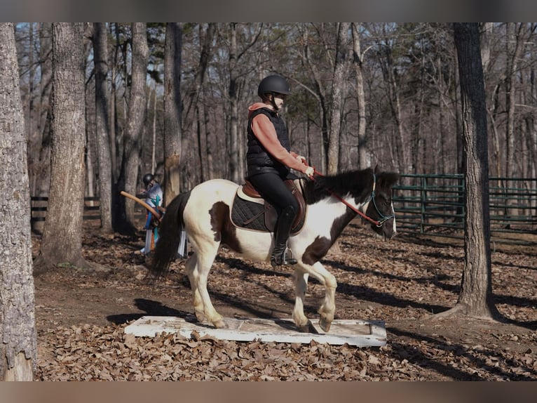 Weitere Ponys/Kleinpferde Wallach 5 Jahre 119 cm Schecke in Clover