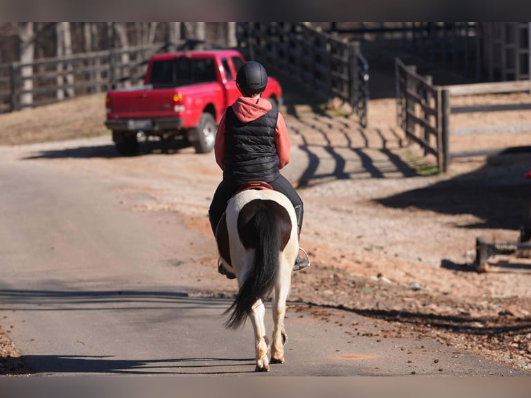 Weitere Ponys/Kleinpferde Wallach 5 Jahre 119 cm Schecke in Clover