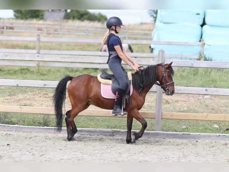 Weitere Ponys/Kleinpferde Wallach 5 Jahre 120 cm Brauner in Pepingen