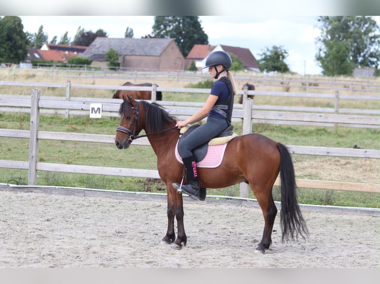 Weitere Ponys/Kleinpferde Wallach 5 Jahre 120 cm Brauner in Pepingen