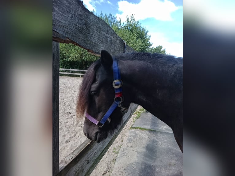 Weitere Ponys/Kleinpferde Wallach 5 Jahre 120 cm Rappe in Hamburg