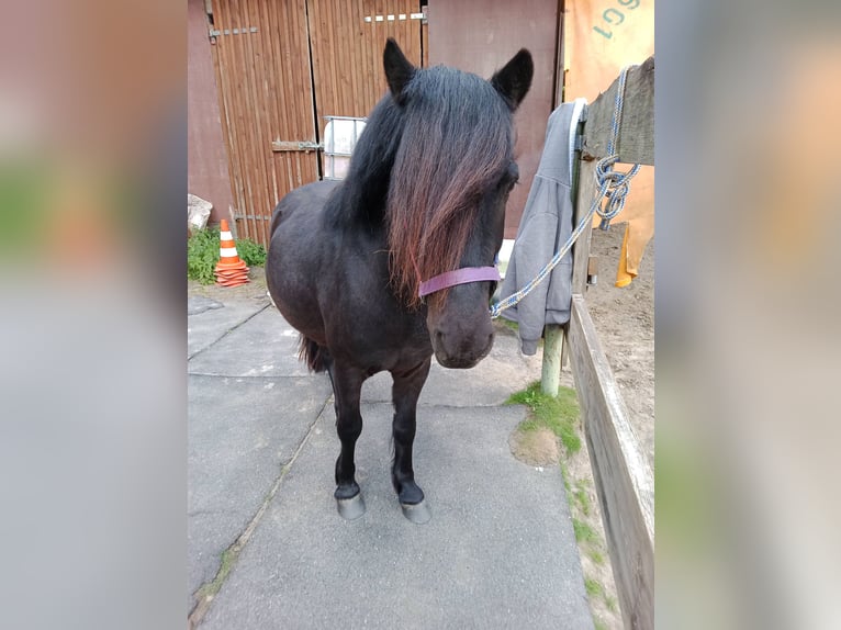 Weitere Ponys/Kleinpferde Wallach 5 Jahre 120 cm Rappe in Hamburg