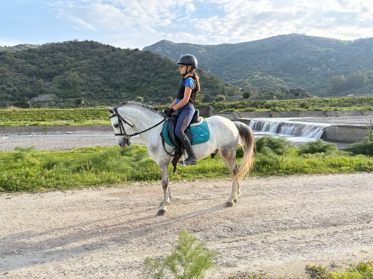 Weitere Ponys/Kleinpferde Wallach 5 Jahre 120 cm Schimmel in santa Teresa di Riva