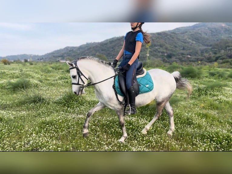 Weitere Ponys/Kleinpferde Wallach 5 Jahre 120 cm Schimmel in santa Teresa di Riva