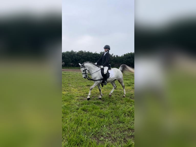 Weitere Ponys/Kleinpferde Wallach 5 Jahre 120 cm Schimmel in santa Teresa di Riva