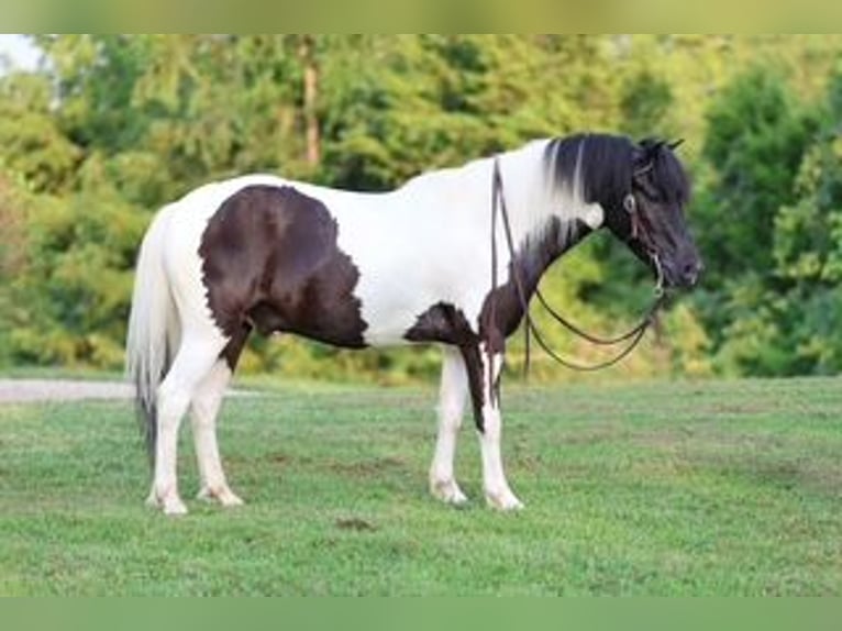 Weitere Ponys/Kleinpferde Wallach 5 Jahre 122 cm Schecke in Sedalia