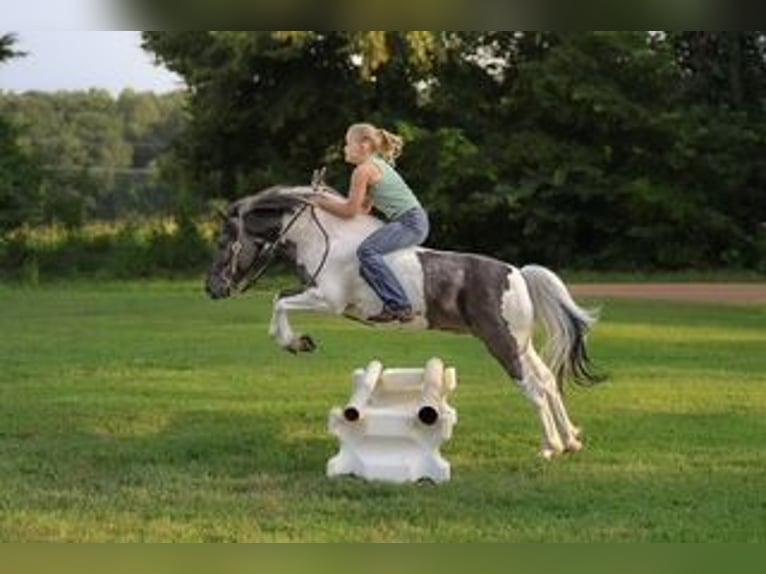 Weitere Ponys/Kleinpferde Wallach 5 Jahre 122 cm Schecke in Sedalia
