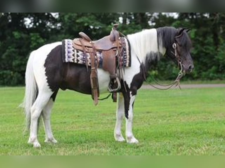 Weitere Ponys/Kleinpferde Wallach 5 Jahre 122 cm Schecke in Sedalia