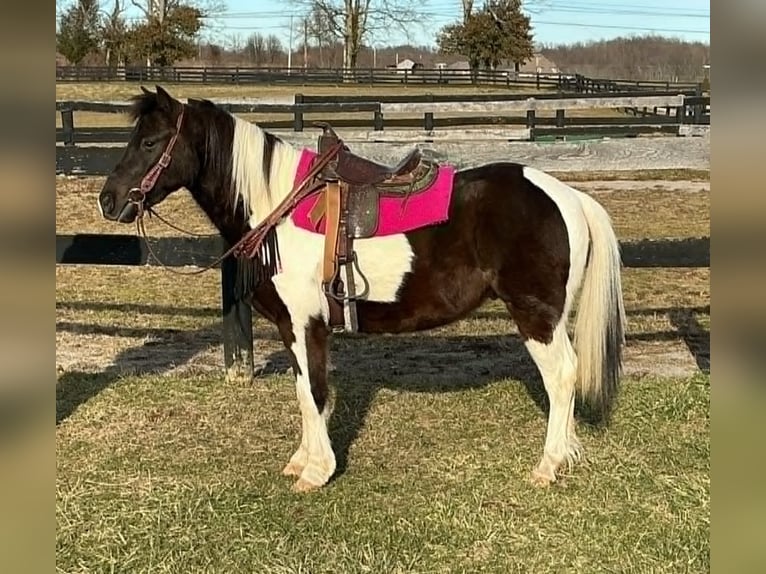 Weitere Ponys/Kleinpferde Wallach 5 Jahre 122 cm Tobiano-alle-Farben in Lexington