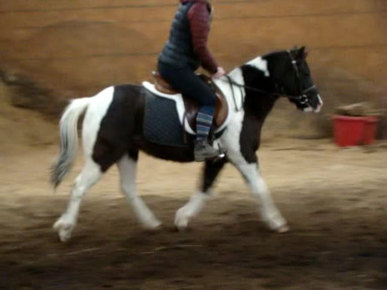 Weitere Ponys/Kleinpferde Wallach 5 Jahre 122 cm Tobiano-alle-Farben in Lexington