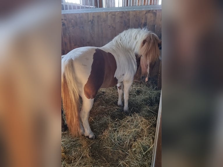 Weitere Ponys/Kleinpferde Wallach 5 Jahre 123 cm Schecke in Rechnitz