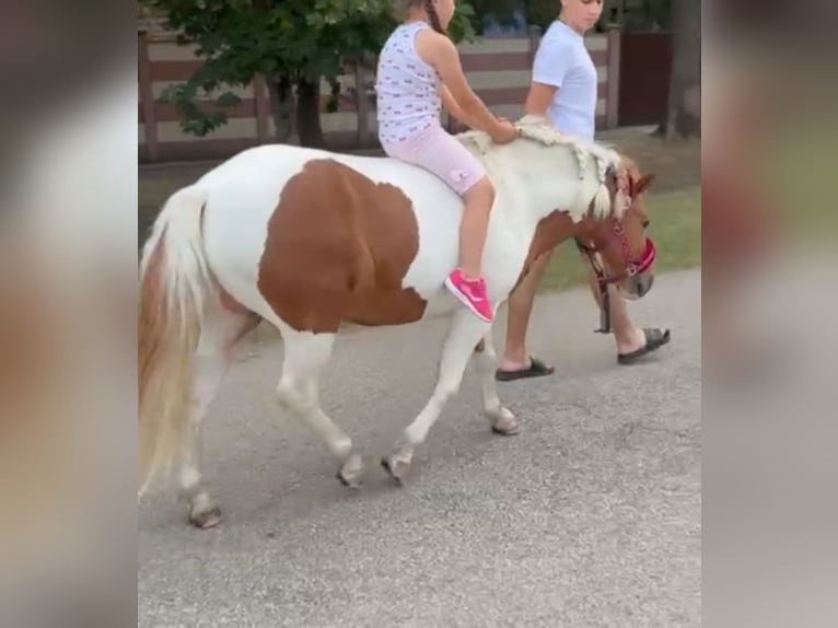 Weitere Ponys/Kleinpferde Wallach 5 Jahre 123 cm Schecke in Rechnitz