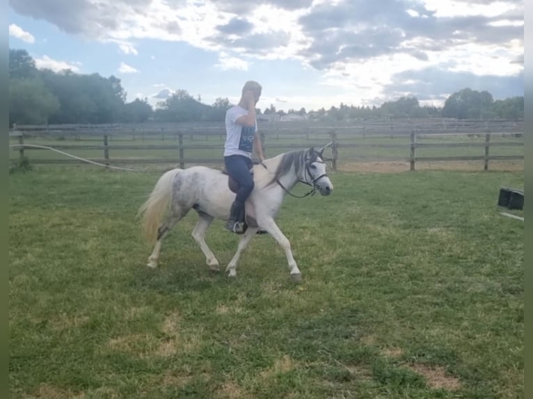 Weitere Ponys/Kleinpferde Wallach 5 Jahre 123 cm Schecke in Rechnitz