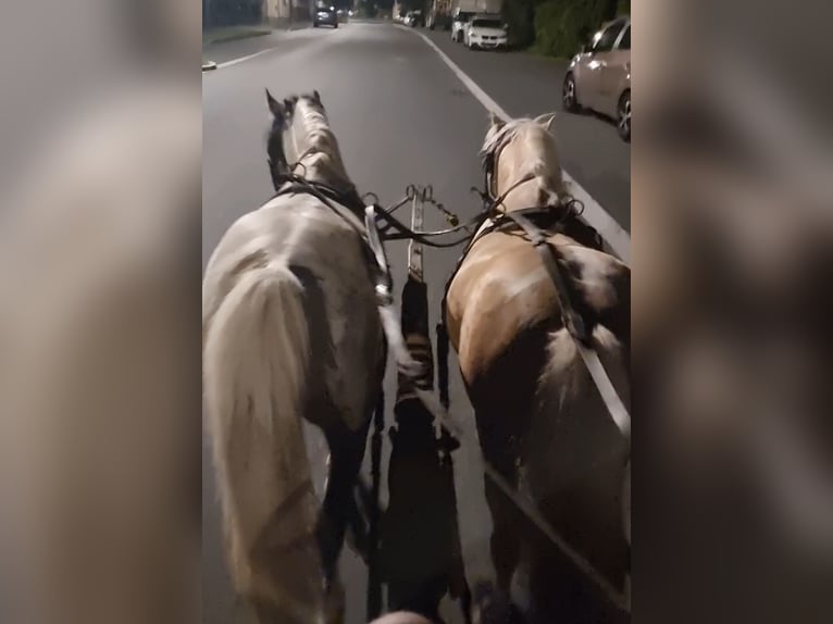 Weitere Ponys/Kleinpferde Wallach 5 Jahre 123 cm Schecke in Rechnitz