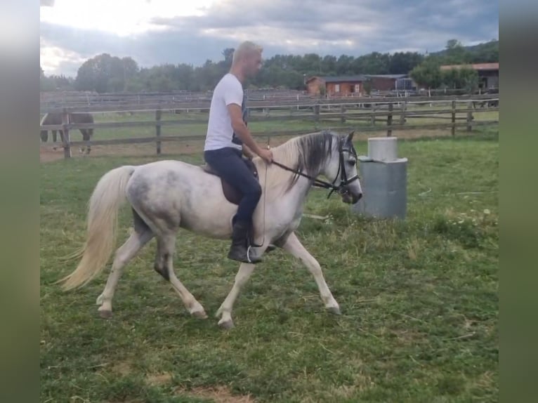 Weitere Ponys/Kleinpferde Wallach 5 Jahre 123 cm Schecke in Rechnitz