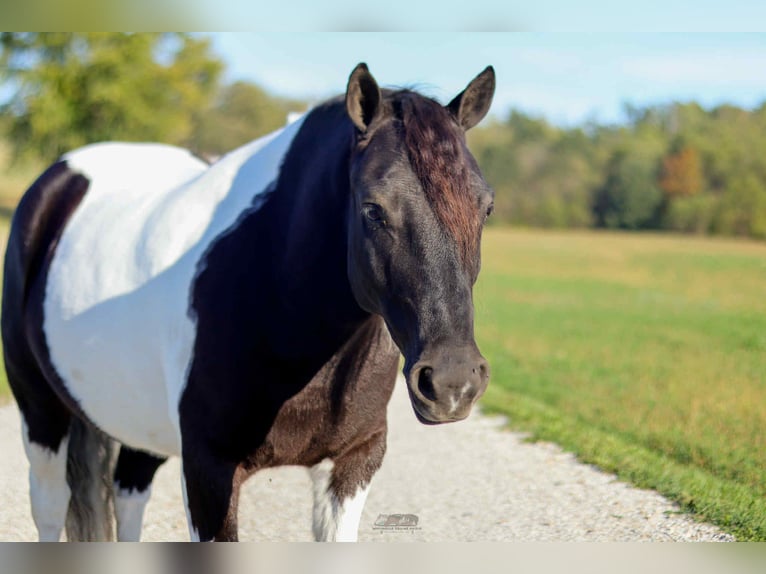 Weitere Ponys/Kleinpferde Wallach 5 Jahre 124 cm Schecke in Fresno