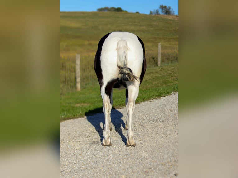 Weitere Ponys/Kleinpferde Wallach 5 Jahre 124 cm Schecke in Fresno