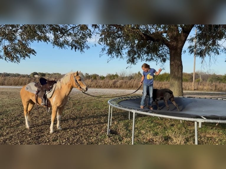 Weitere Ponys/Kleinpferde Wallach 5 Jahre 124 cm Schecke in Perkins