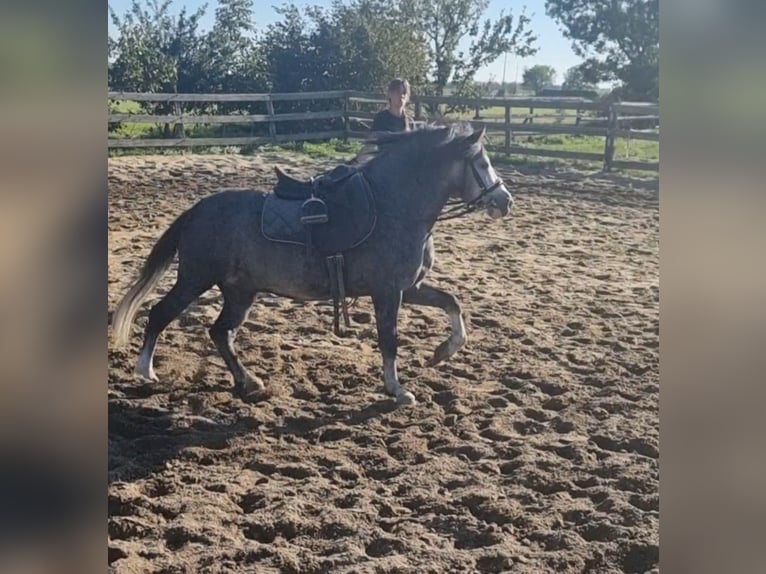 Weitere Ponys/Kleinpferde Wallach 5 Jahre 125 cm Apfelschimmel in Rechnitz