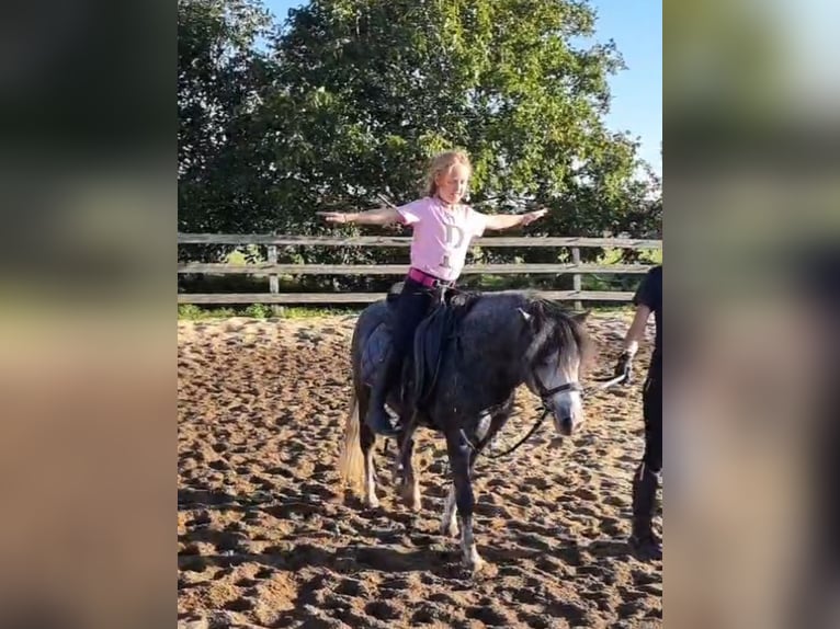 Weitere Ponys/Kleinpferde Wallach 5 Jahre 125 cm Apfelschimmel in Rechnitz