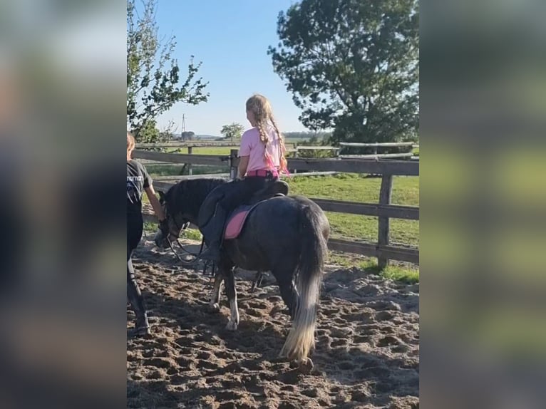 Weitere Ponys/Kleinpferde Wallach 5 Jahre 125 cm Apfelschimmel in Rechnitz