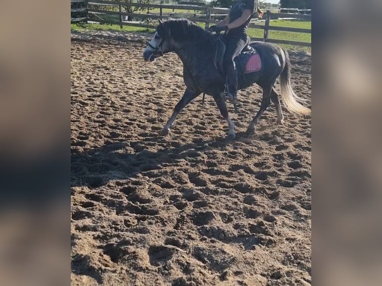 Weitere Ponys/Kleinpferde Wallach 5 Jahre 125 cm Apfelschimmel in Rechnitz