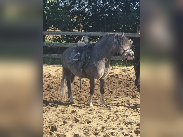 Weitere Ponys/Kleinpferde Wallach 5 Jahre 125 cm Apfelschimmel in Rechnitz