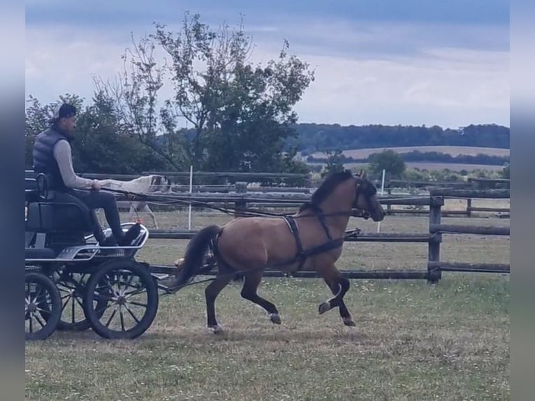 Weitere Ponys/Kleinpferde Wallach 5 Jahre 125 cm Falbe in Rechnitz