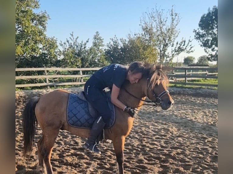 Weitere Ponys/Kleinpferde Wallach 5 Jahre 125 cm Falbe in Rechnitz