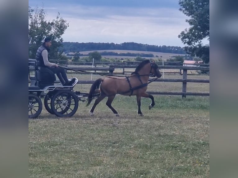 Weitere Ponys/Kleinpferde Wallach 5 Jahre 125 cm Falbe in Rechnitz
