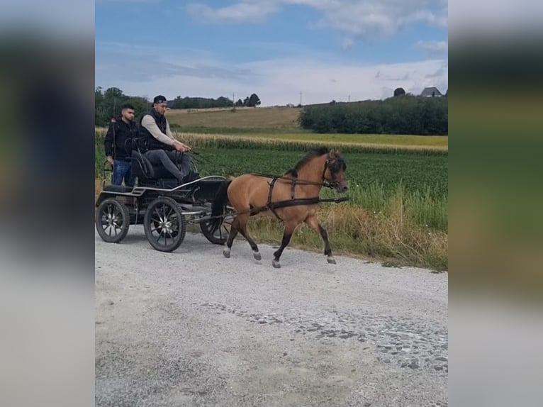 Weitere Ponys/Kleinpferde Wallach 5 Jahre 125 cm Falbe in Rechnitz