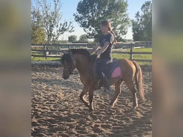 Weitere Ponys/Kleinpferde Wallach 5 Jahre 125 cm Falbe in Rechnitz