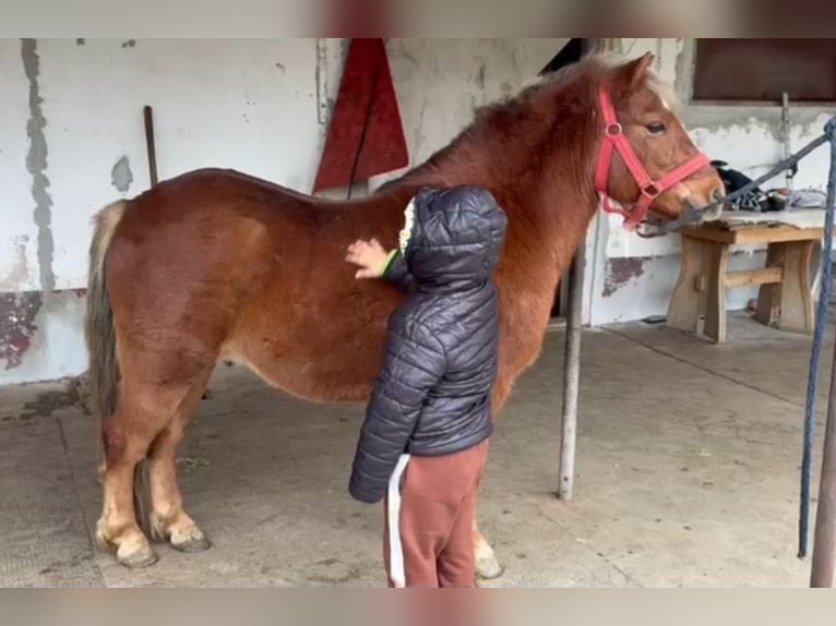 Weitere Ponys/Kleinpferde Wallach 5 Jahre 125 cm Fuchs in Rechnitz
