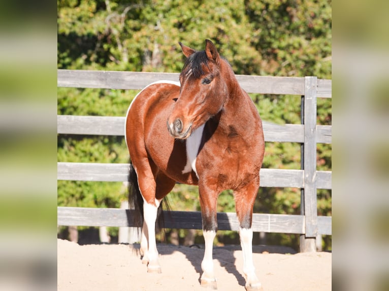 Weitere Ponys/Kleinpferde Wallach 5 Jahre 127 cm Schecke in Clover