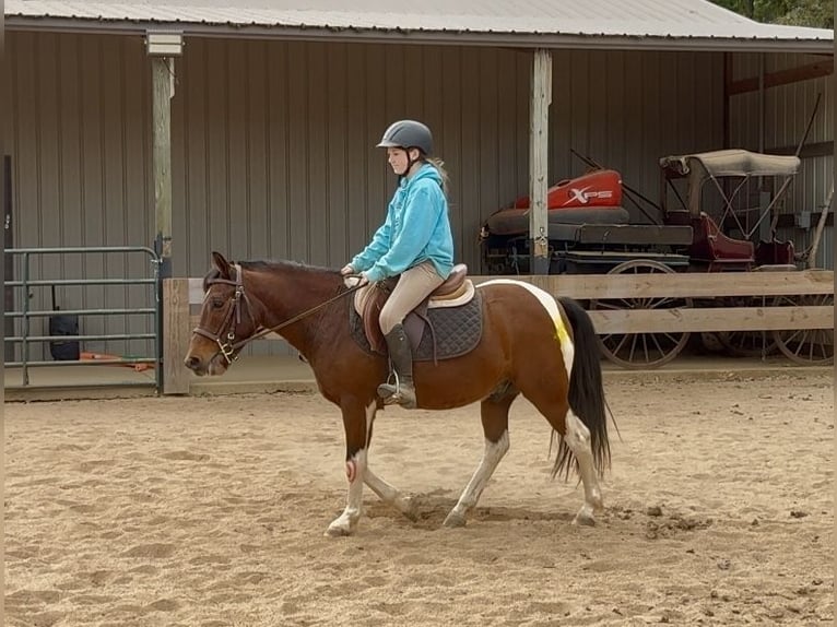 Weitere Ponys/Kleinpferde Wallach 5 Jahre 127 cm Schecke in Clover
