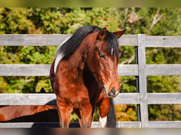 Weitere Ponys/Kleinpferde Wallach 5 Jahre 127 cm Schecke in Clover