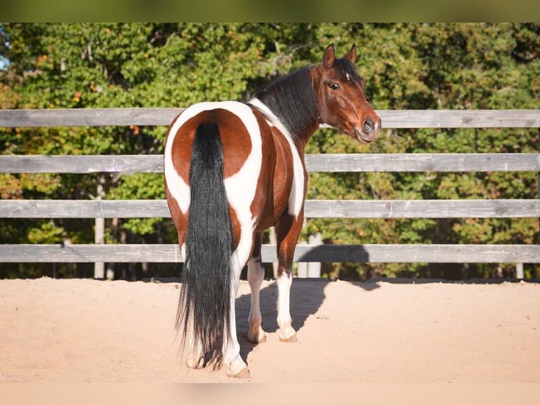 Weitere Ponys/Kleinpferde Wallach 5 Jahre 127 cm Schecke in Clover