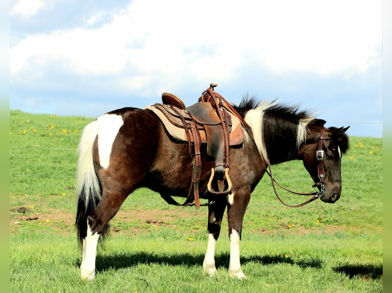 Weitere Ponys/Kleinpferde Wallach 5 Jahre 127 cm Schecke in Rebersburg
