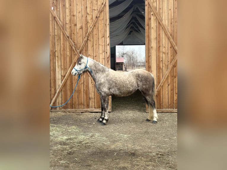 Weitere Ponys/Kleinpferde Wallach 5 Jahre 127 cm Schimmel in Fort Collins