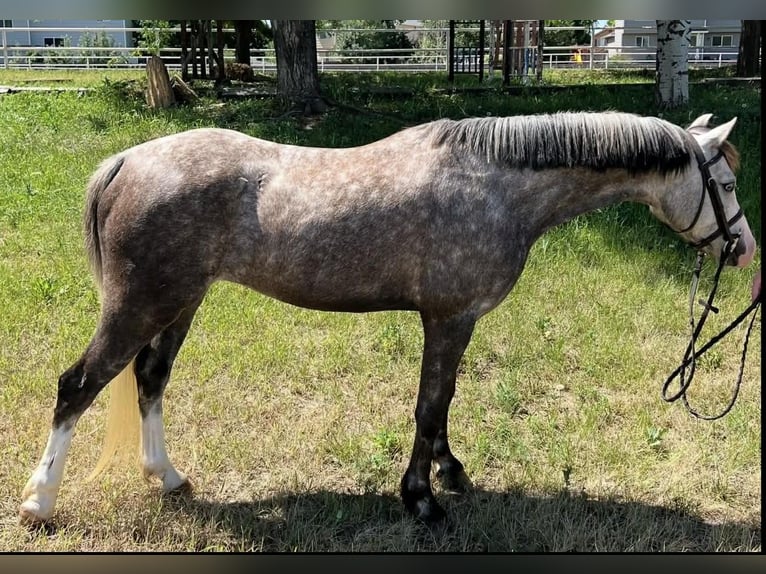 Weitere Ponys/Kleinpferde Wallach 5 Jahre 127 cm Schimmel in Fort Collins