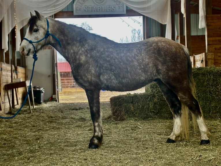 Weitere Ponys/Kleinpferde Wallach 5 Jahre 127 cm Schimmel in Fort Collins