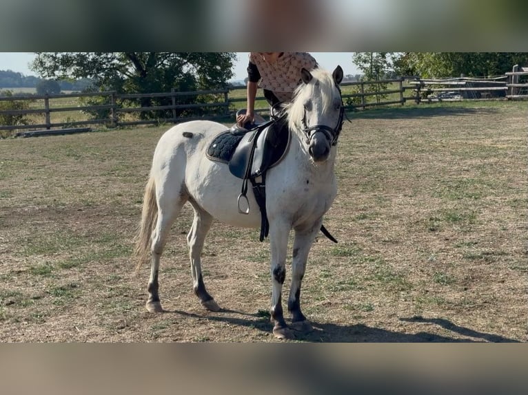 Weitere Ponys/Kleinpferde Wallach 5 Jahre 127 cm Tigerschecke in Rechnitz