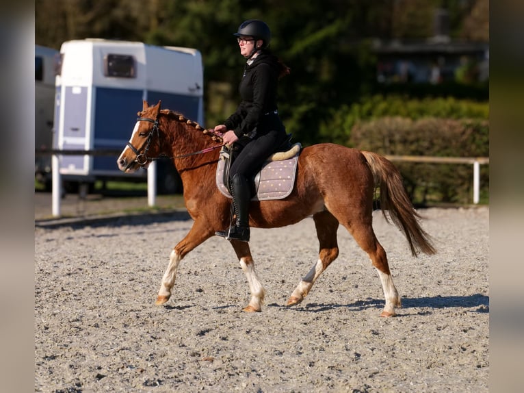 Weitere Ponys/Kleinpferde Wallach 5 Jahre 128 cm Fuchs in Neustadt (Wied)