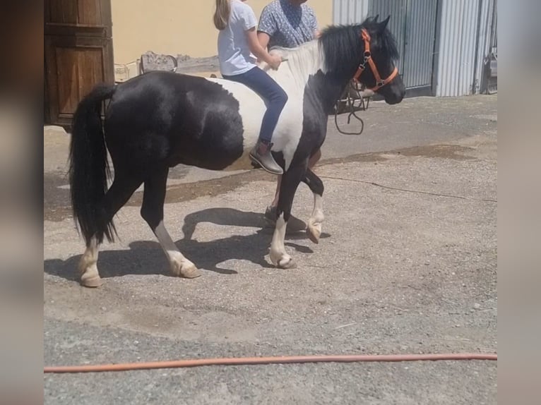 Weitere Ponys/Kleinpferde Wallach 5 Jahre 128 cm Schecke in Rechnitz
