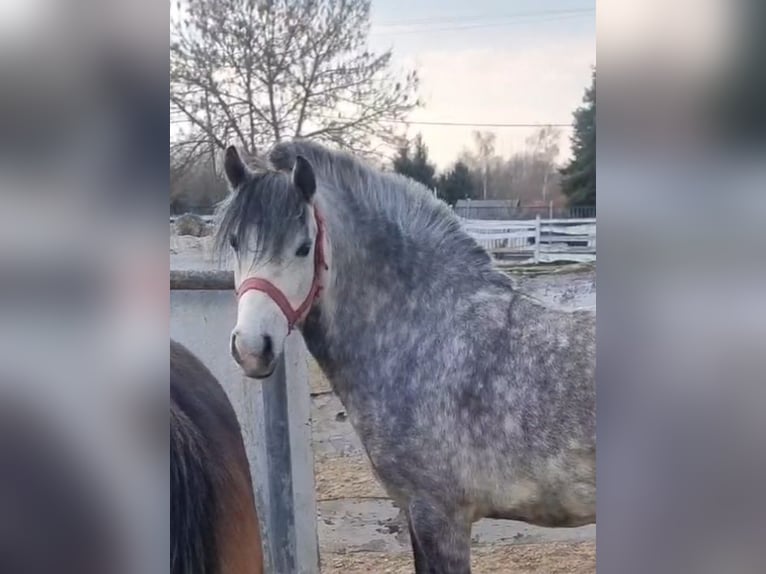 Weitere Ponys/Kleinpferde Wallach 5 Jahre 131 cm Apfelschimmel in Rechnitz