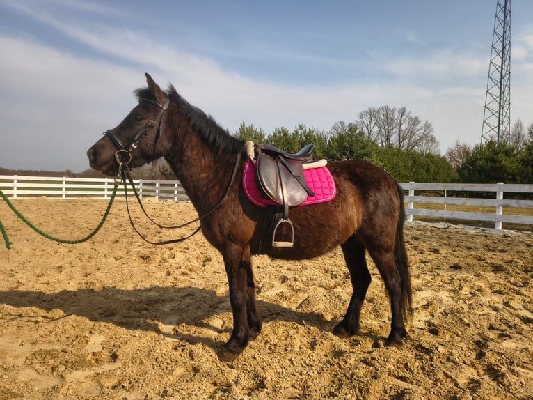 Weitere Ponys/Kleinpferde Wallach 5 Jahre 135 cm  in Nowy Tomysl