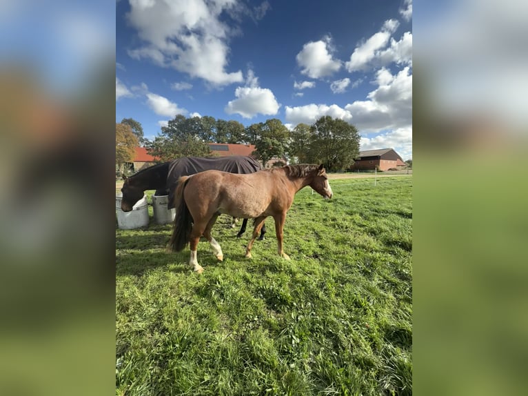 Weitere Ponys/Kleinpferde Wallach 5 Jahre 135 cm Fuchs in Merzen